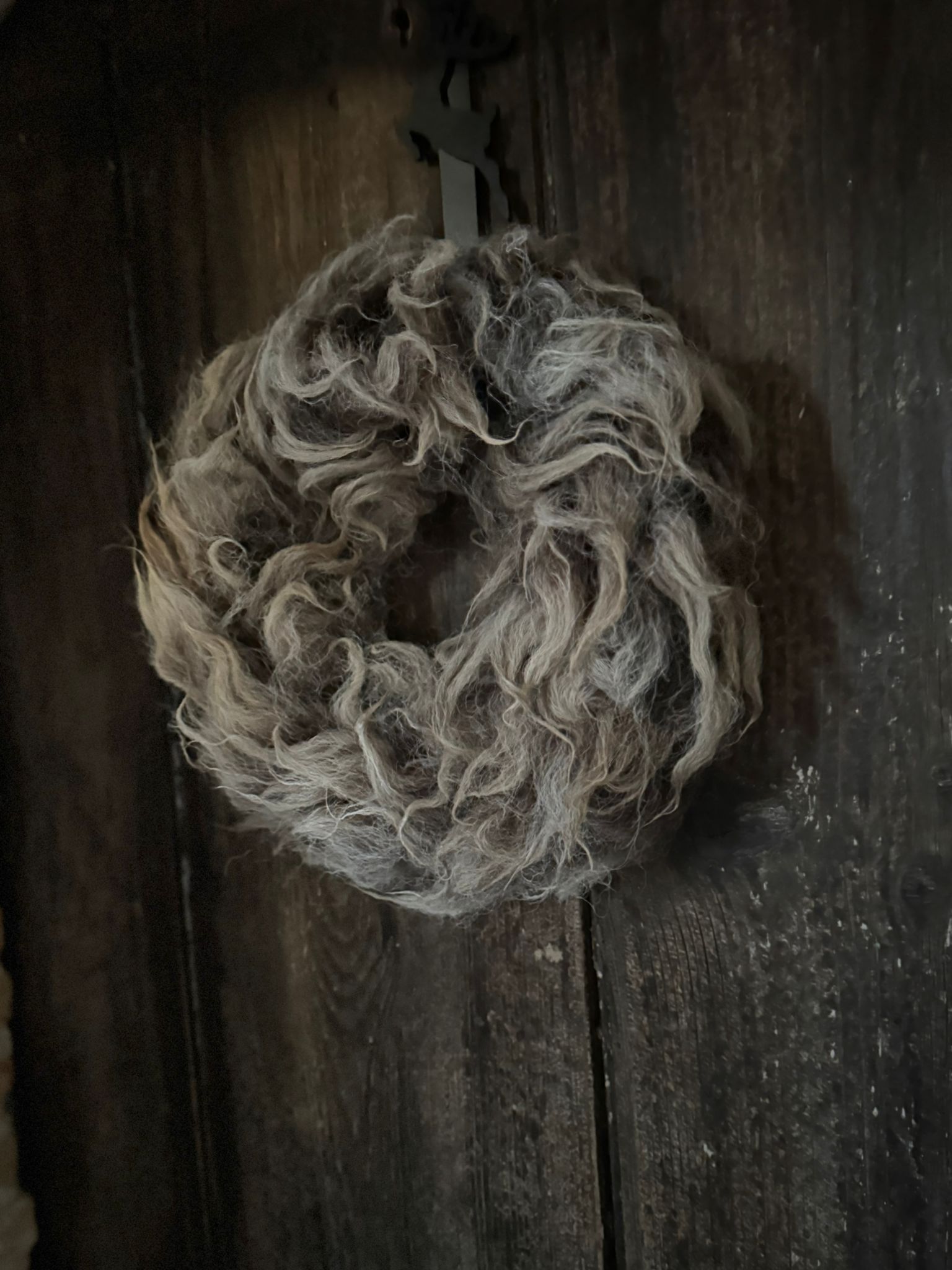 Blikvangertje! Stoer wolkransje met grove lokken