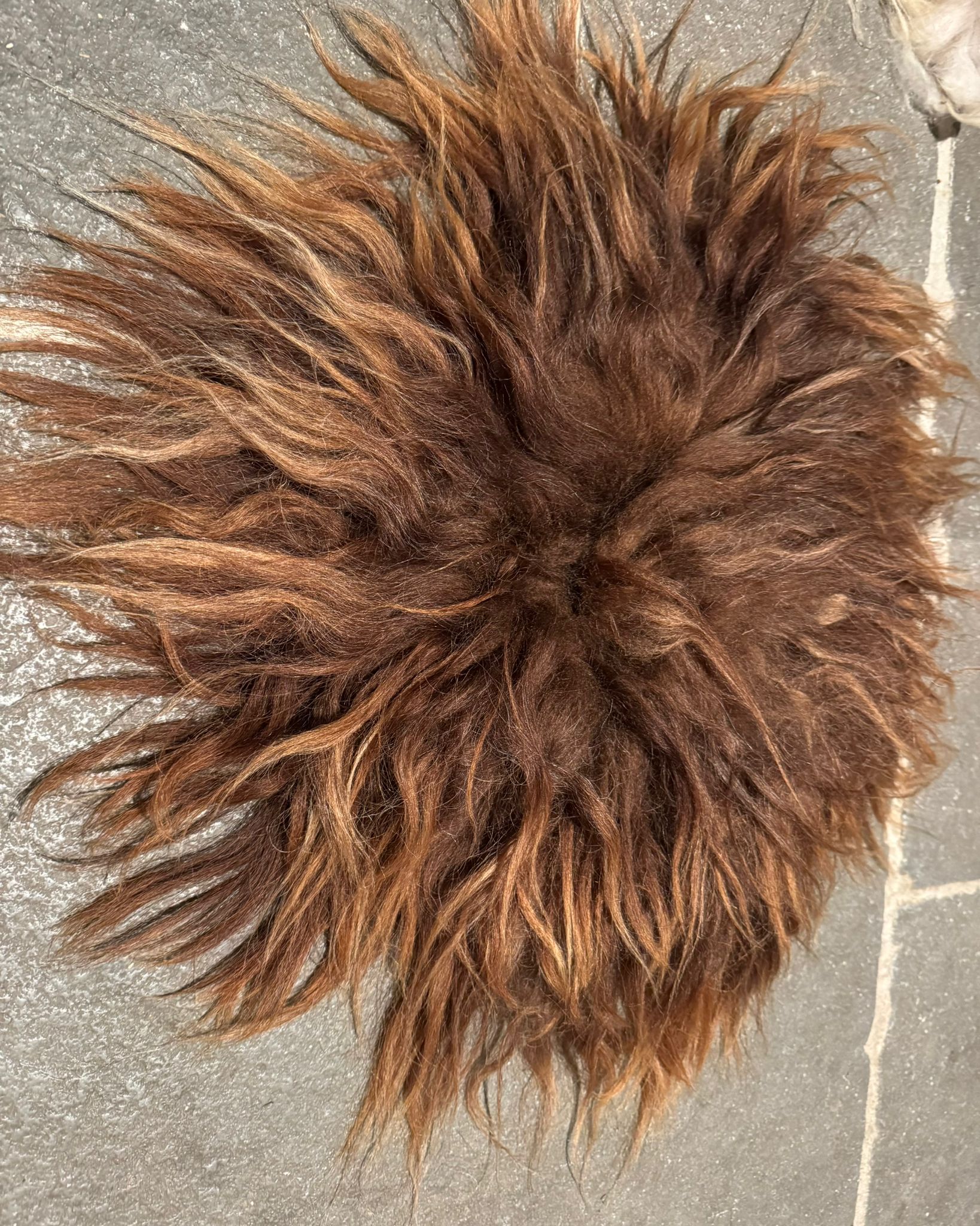 Mooie Ginger Spaelsau: wat een glans!!! - Afbeelding 3