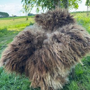 Prachtige dikke rode Schoonebeeker