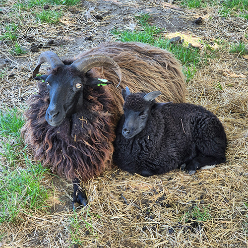 Donkere kattenkleedjes - Afbeelding 4