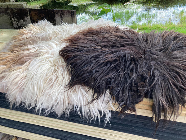 Donkere kattenkleedjes