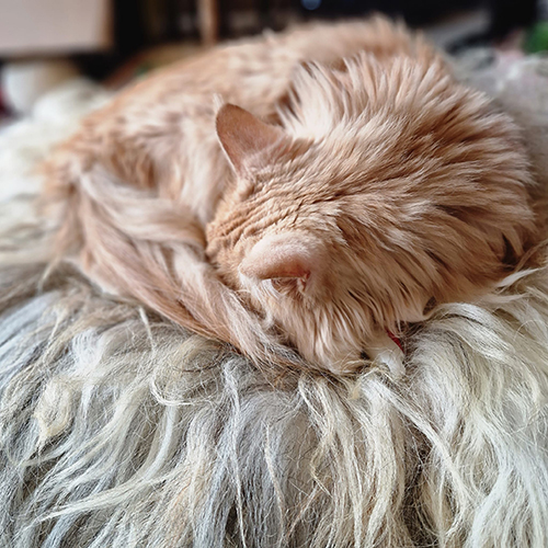 Lichtkleurig Kattenkleedjes