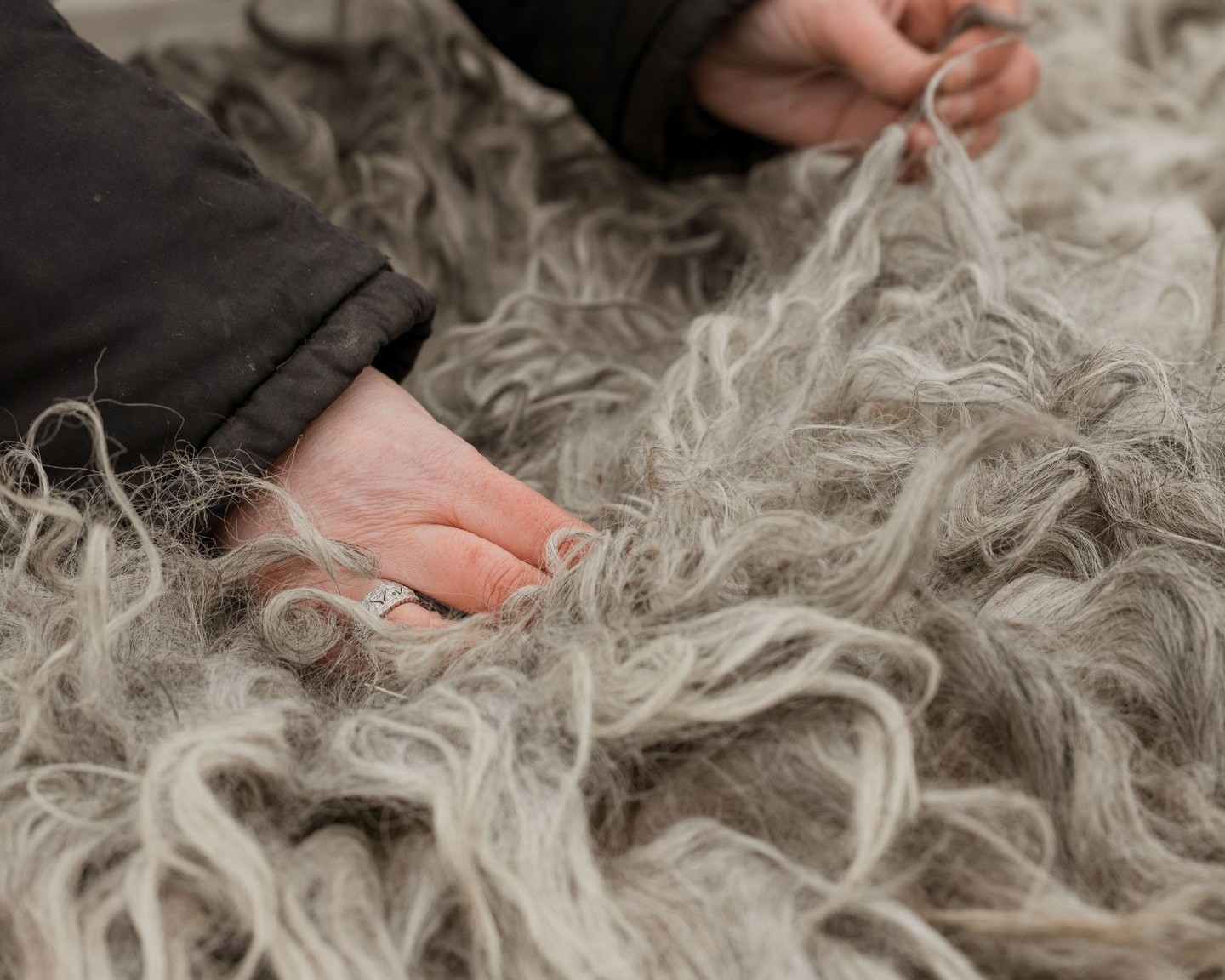 DrentsHeideschaap-Schoonebeeker-wol-vachtvilten-wolbewerking-wol-schaap-creatief-boerderij-landleven-workshop-webshop-viltvacht-geviltevacht