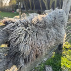 Grizzly-schoonebeeker-heideschaap-sprei-beddengoed-Vachtvilten-viltvachtje-drentsheideschaap-drents-Heideschaap-viltvacht-diervriendelijk-ecovachtje-kleed-workshops-ceciliahof-landleven-boerderij-schapen-wol-vilten-breien-spinnen-ambachten-oudeambachten-middeleeuwen-nostalgie-vintage-hobby-creatief-kunst